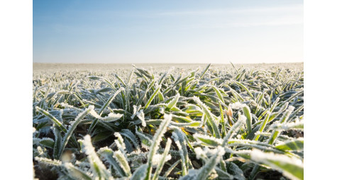 Протиморозні вітрові машини: як технології рятують урожай від зимових морозів